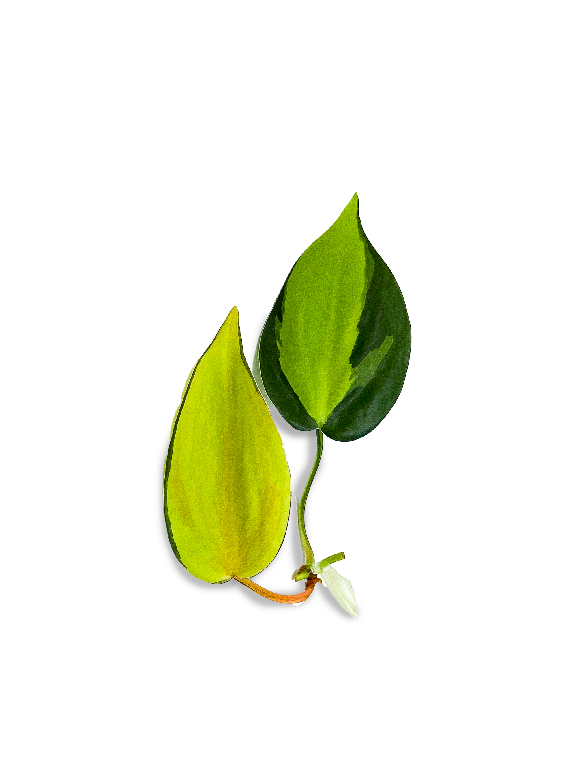 propagate brasil philodendron Variegated Brasil Philodendron Plant Cuttings – OMG Asheville