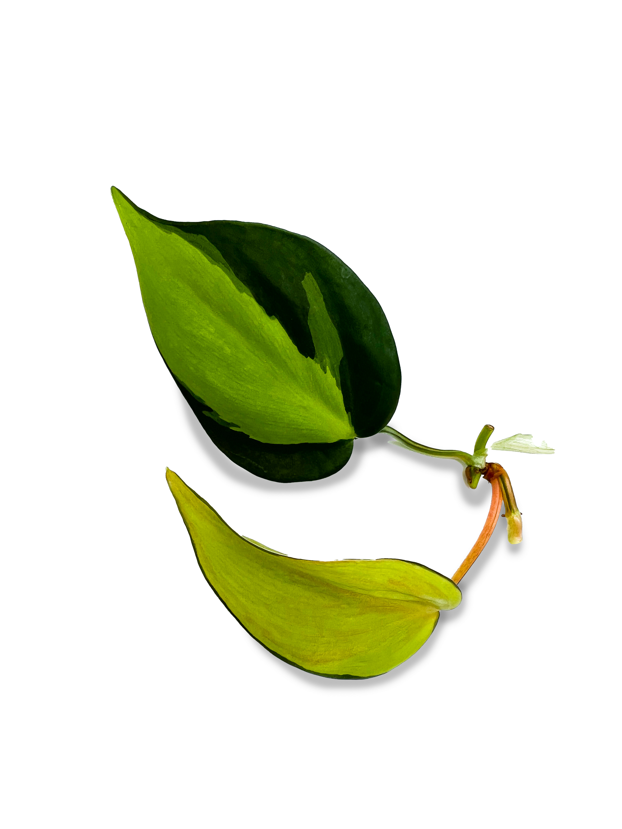 philodendron scandens brasil propagation Variegated Brasil Philodendron Plant Cuttings – OMG Asheville