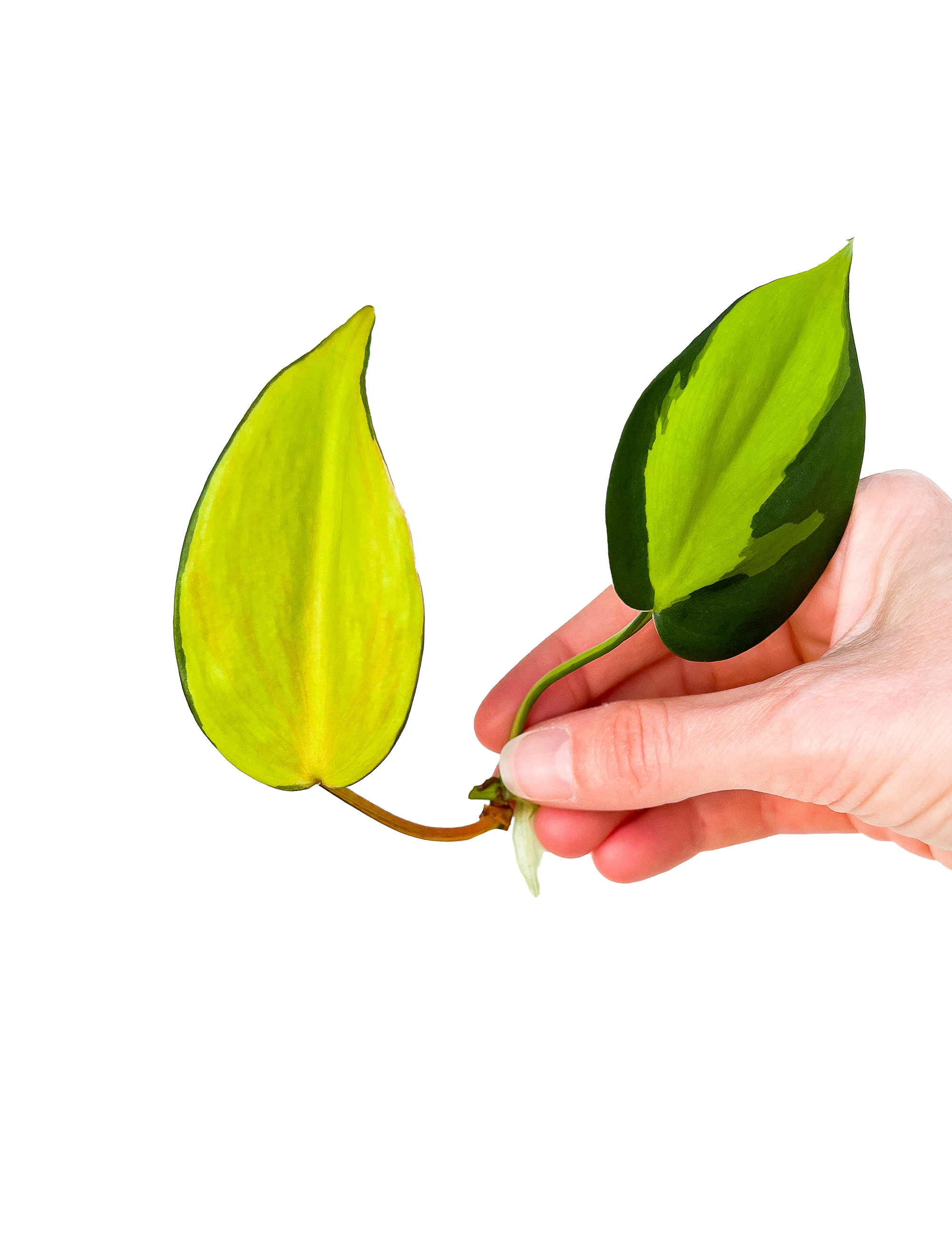 philodendron brasil cuttings Variegated Brasil Philodendron Plant Cuttings – OMG Asheville
