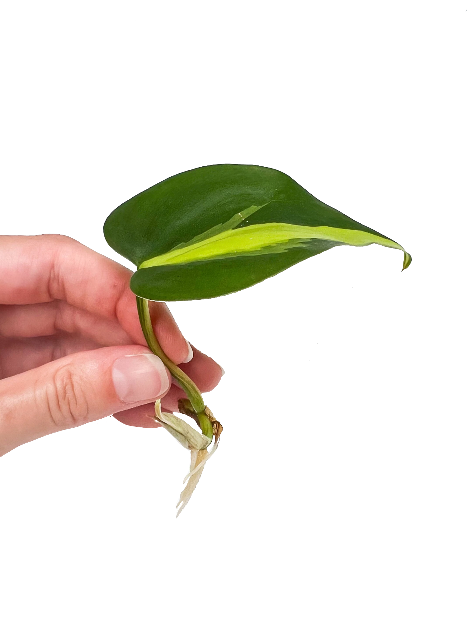 brasil philodendron plant propagate Variegated Brasil Philodendron Plant Cuttings – OMG Asheville
