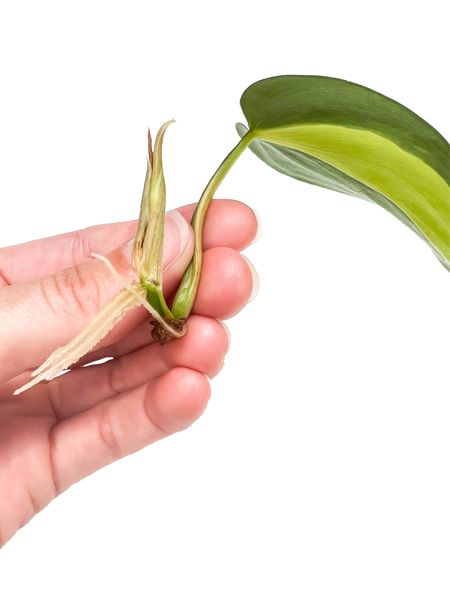 brasil philodendron plant propagate Variegated Brasil Philodendron Plant Cuttings – OMG Asheville