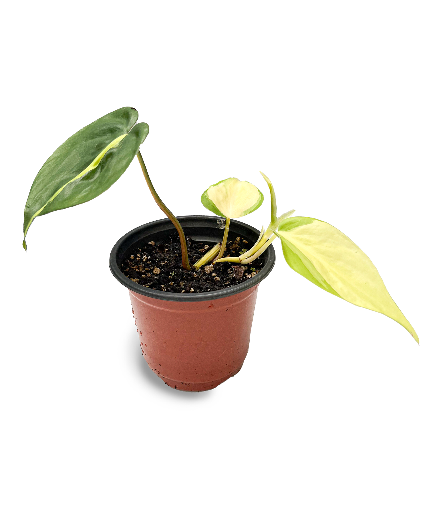 variegated philodendron brasil Variegated Brasil Philodendron 4" Potted Plant – OMG Asheville