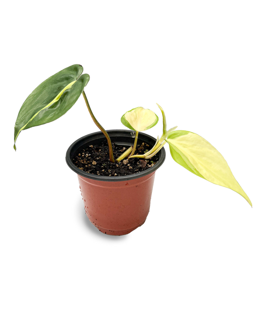 Variegated Brasil Philodendron 4" Potted Plant