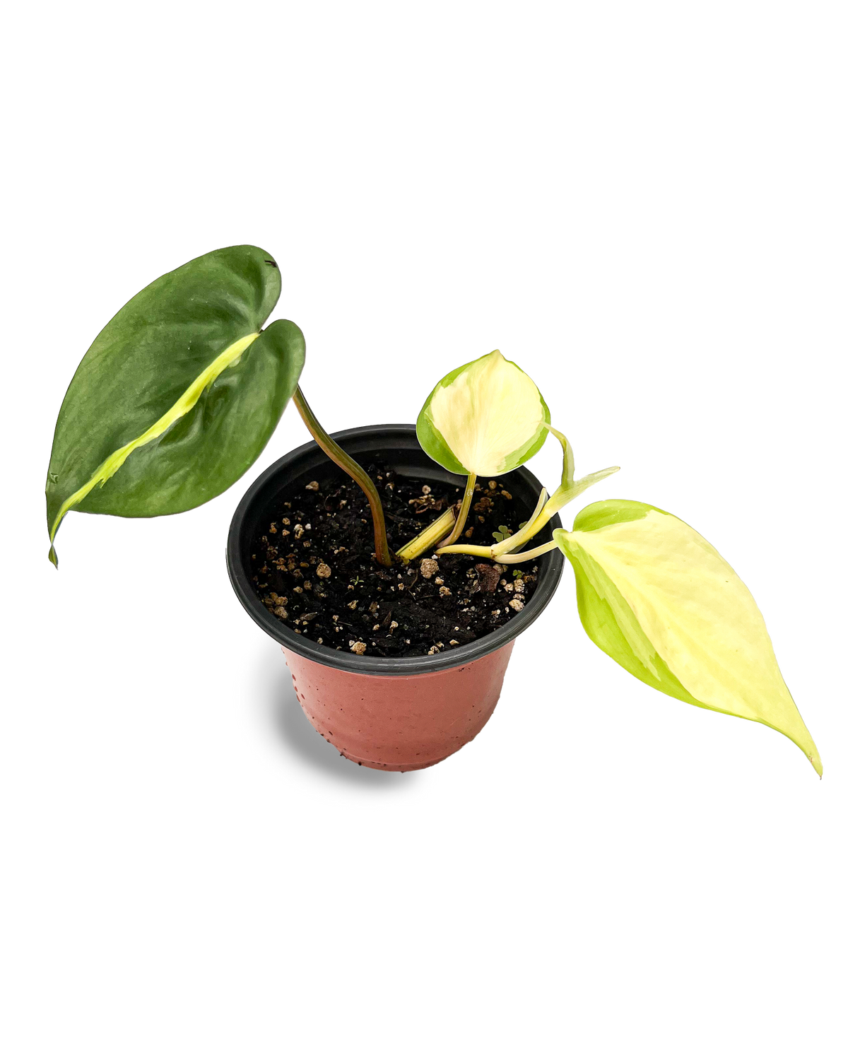 Variegated Brasil Philodendron 4" Potted Plant
