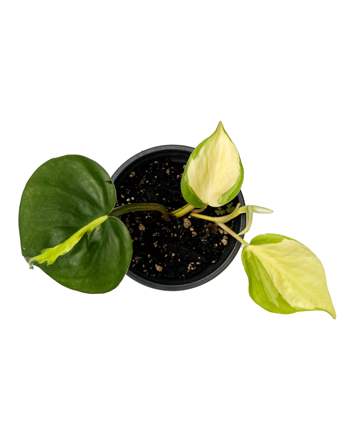 Variegated Brasil Philodendron 4" Potted Plant