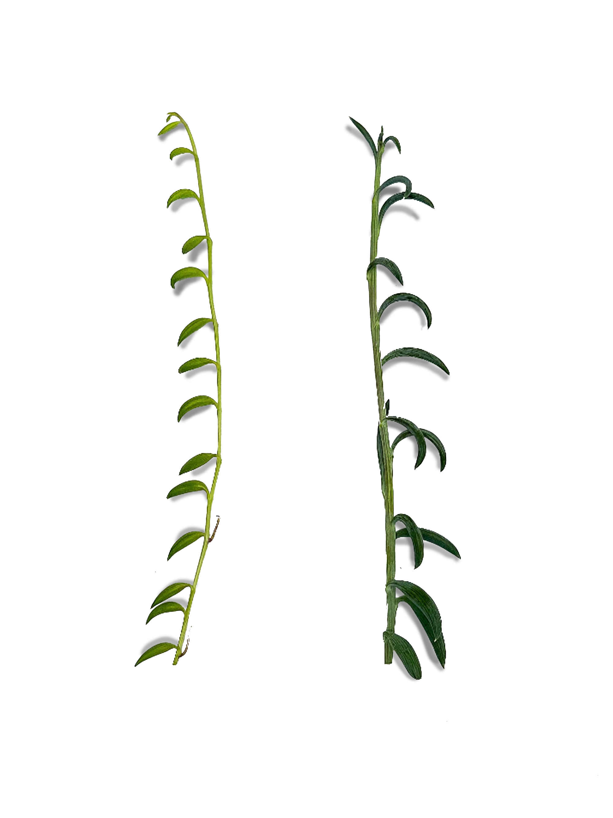 banana succulent versue fish hooks Bundle of String of Bananas and String of Fishhooks Succulent Cuttings
