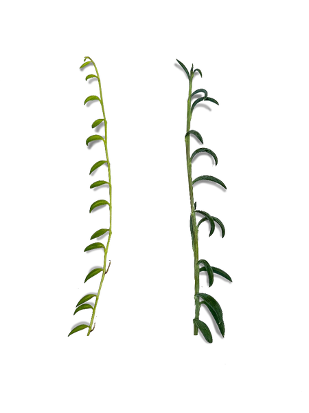 Bundle of String of Bananas and String of Fishhooks Succulent Cuttings