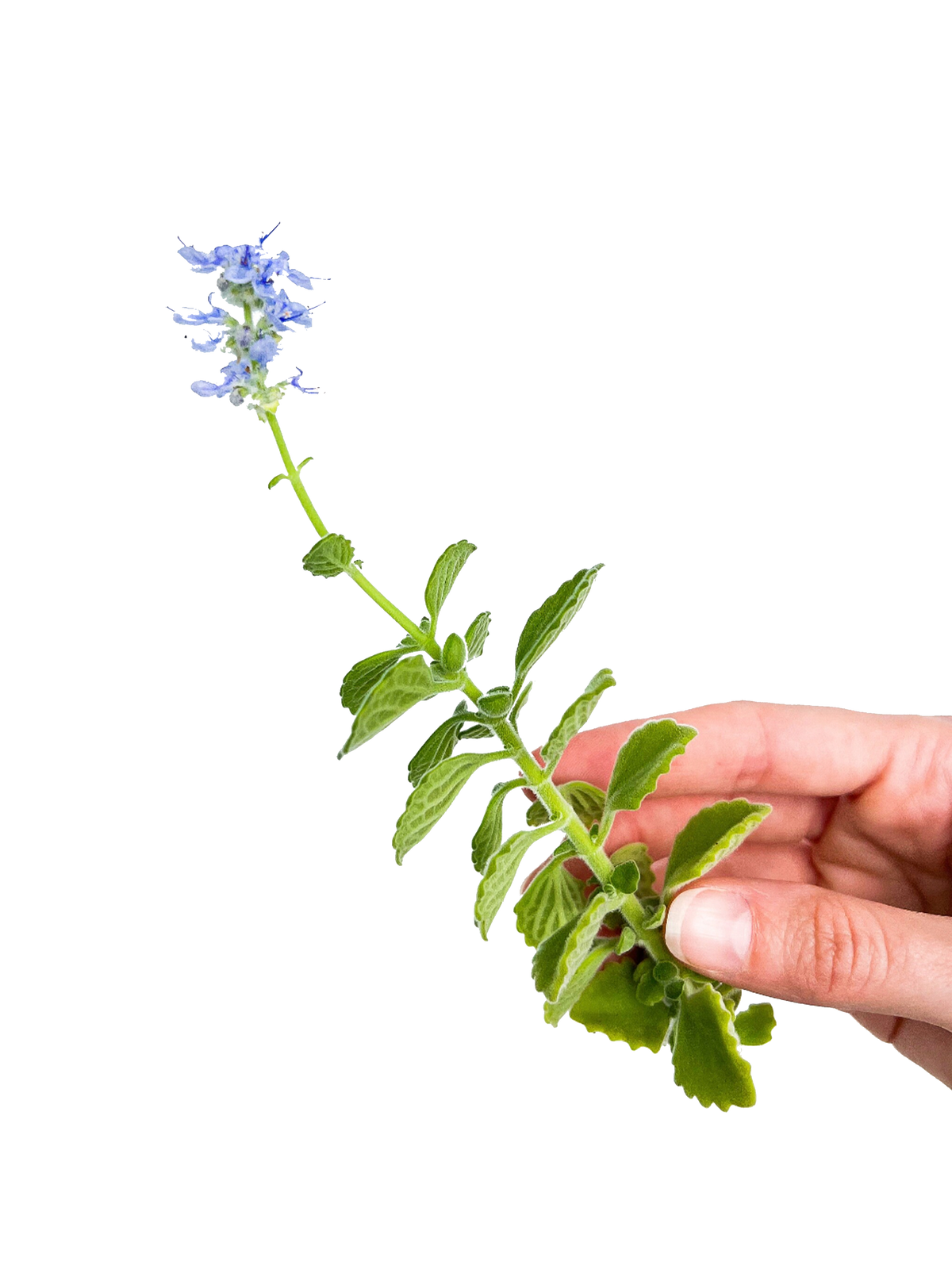 Cerveza n’ Lime Scented Cutting