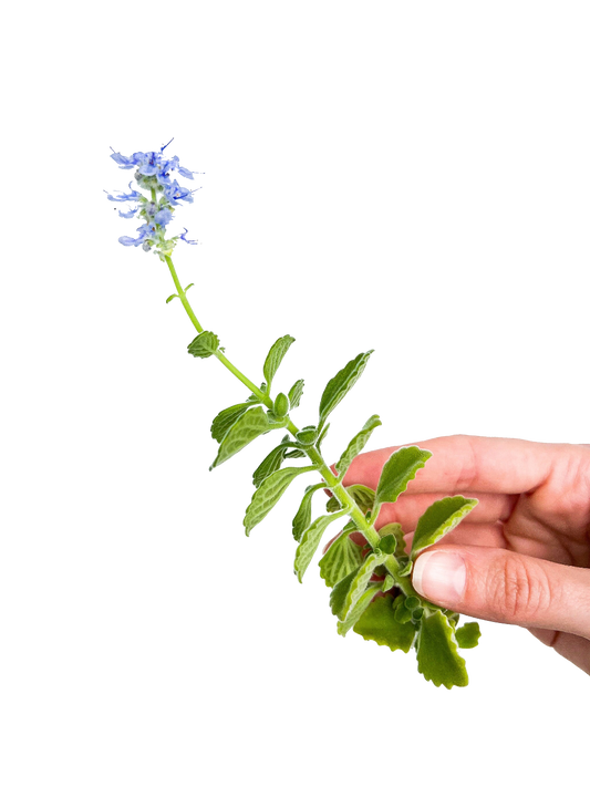 Cerveza n’ Lime Scented Cutting