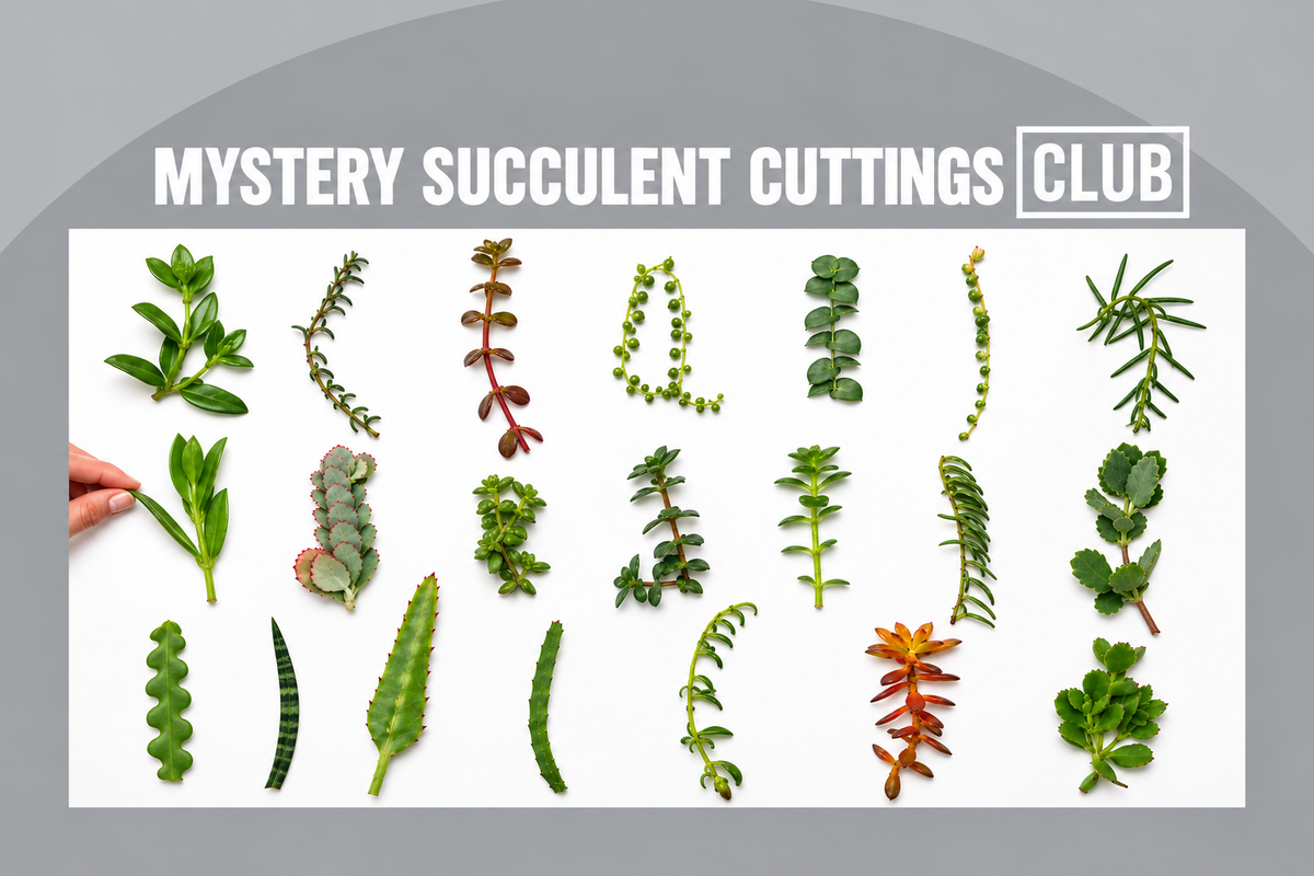 Mystery Plant Cuttings Club