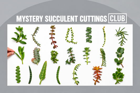 Mystery Plant Cuttings Club