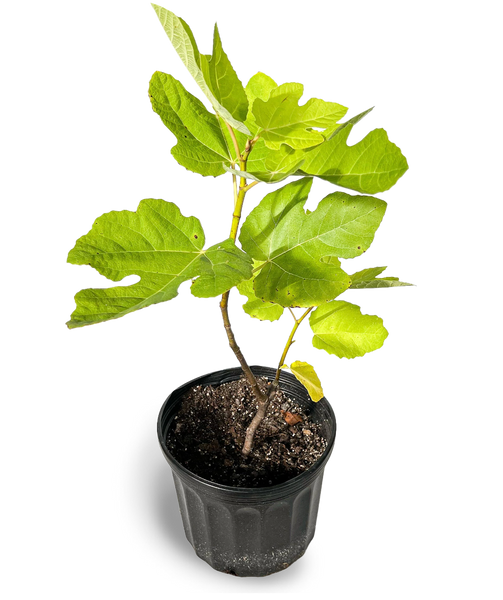 Chicago Hardy Fruit Tree 3-Gallon Potted 3ft. tall – OMG Asheville