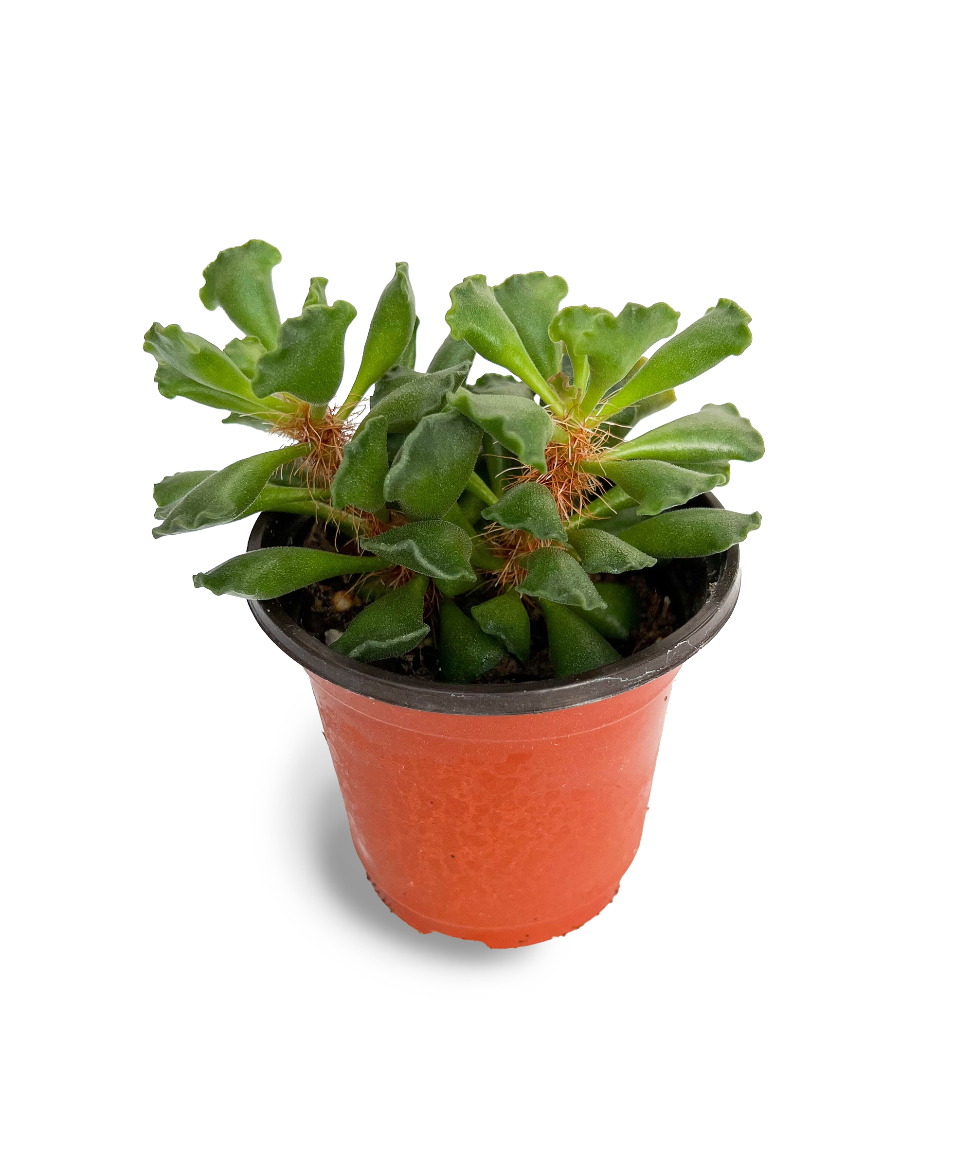 key lime pie succulent propagation Crinkle Leaf / Key Lime Pie Succulent 4