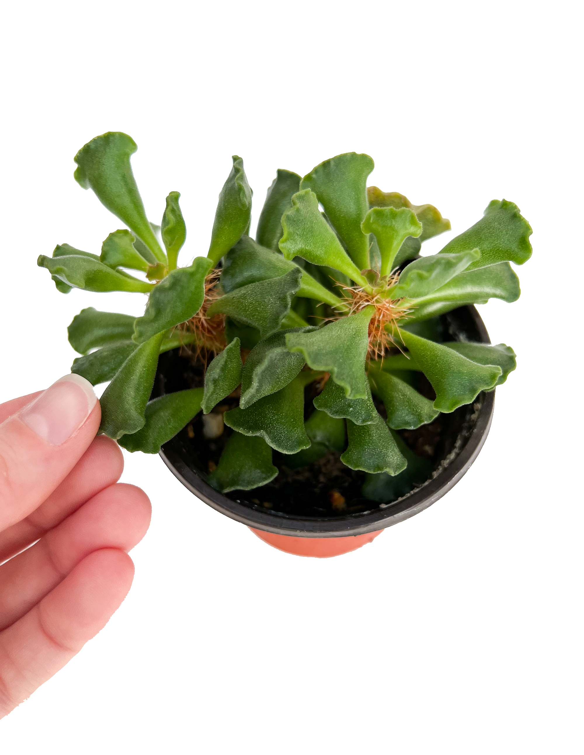 crinkle leaf succulent Crinkle Leaf / Key Lime Pie Succulent 4" Potted Plant – OMG Asheville