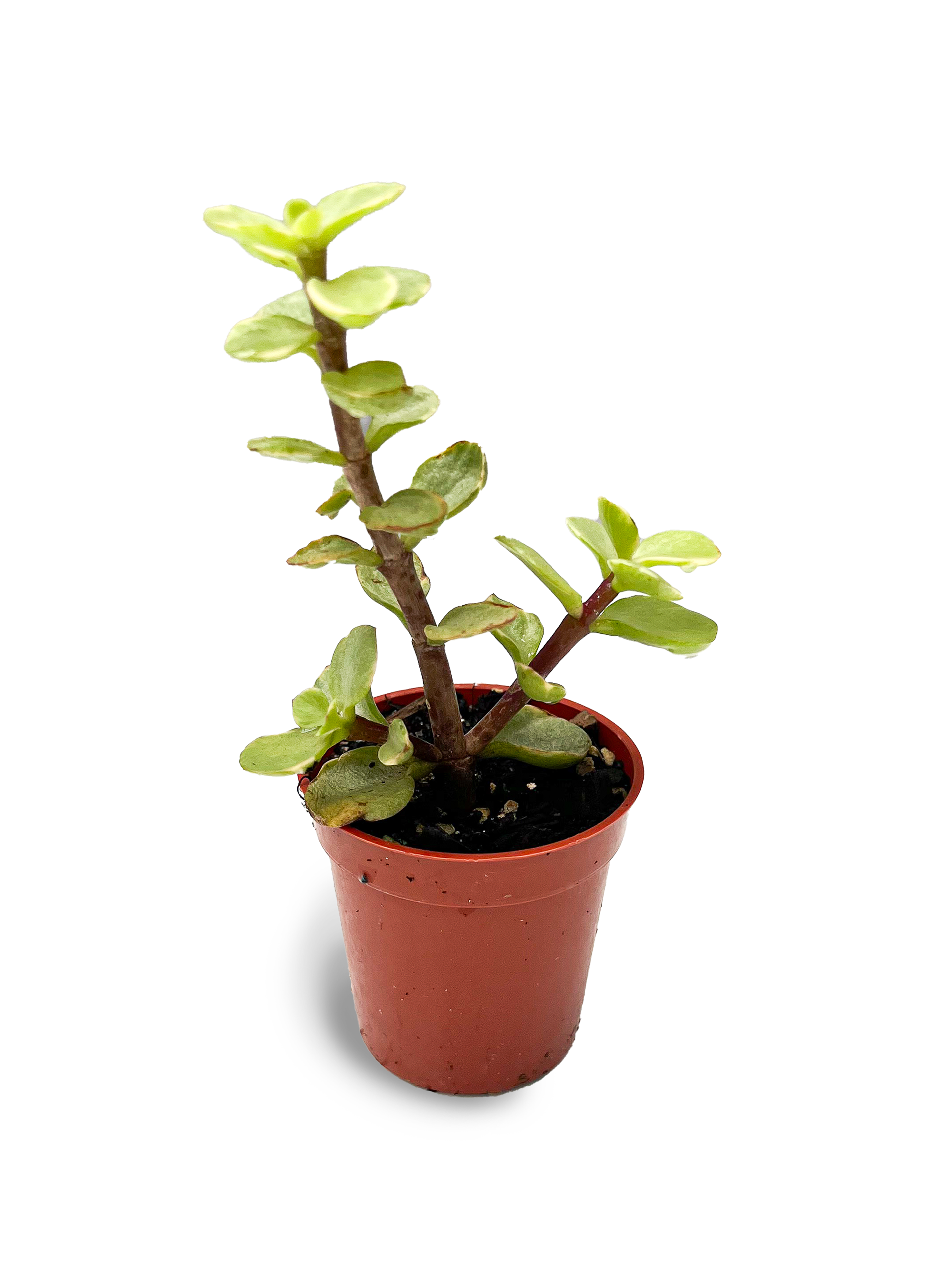 elephant bush vs jade plant Baby Elephant Bush 2" Variegated Potted Plant – OMG Asheville