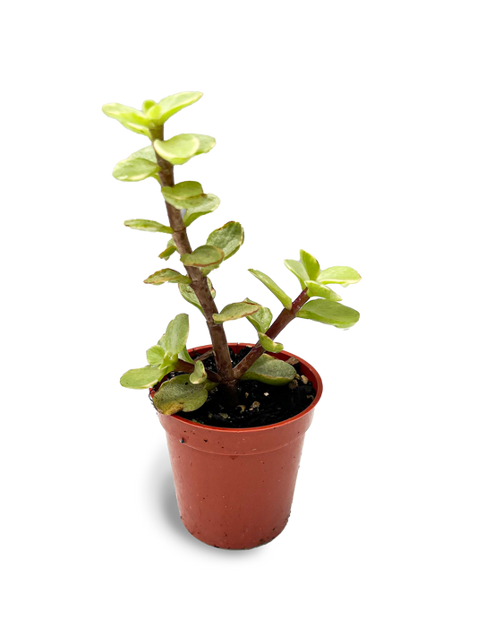 Baby Elephant Bush 2" Variegated Potted Plant