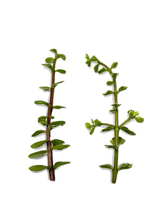 Elephant Bush Bundle of 2 Cuttings, Variegated & Regular Succulent Bundle