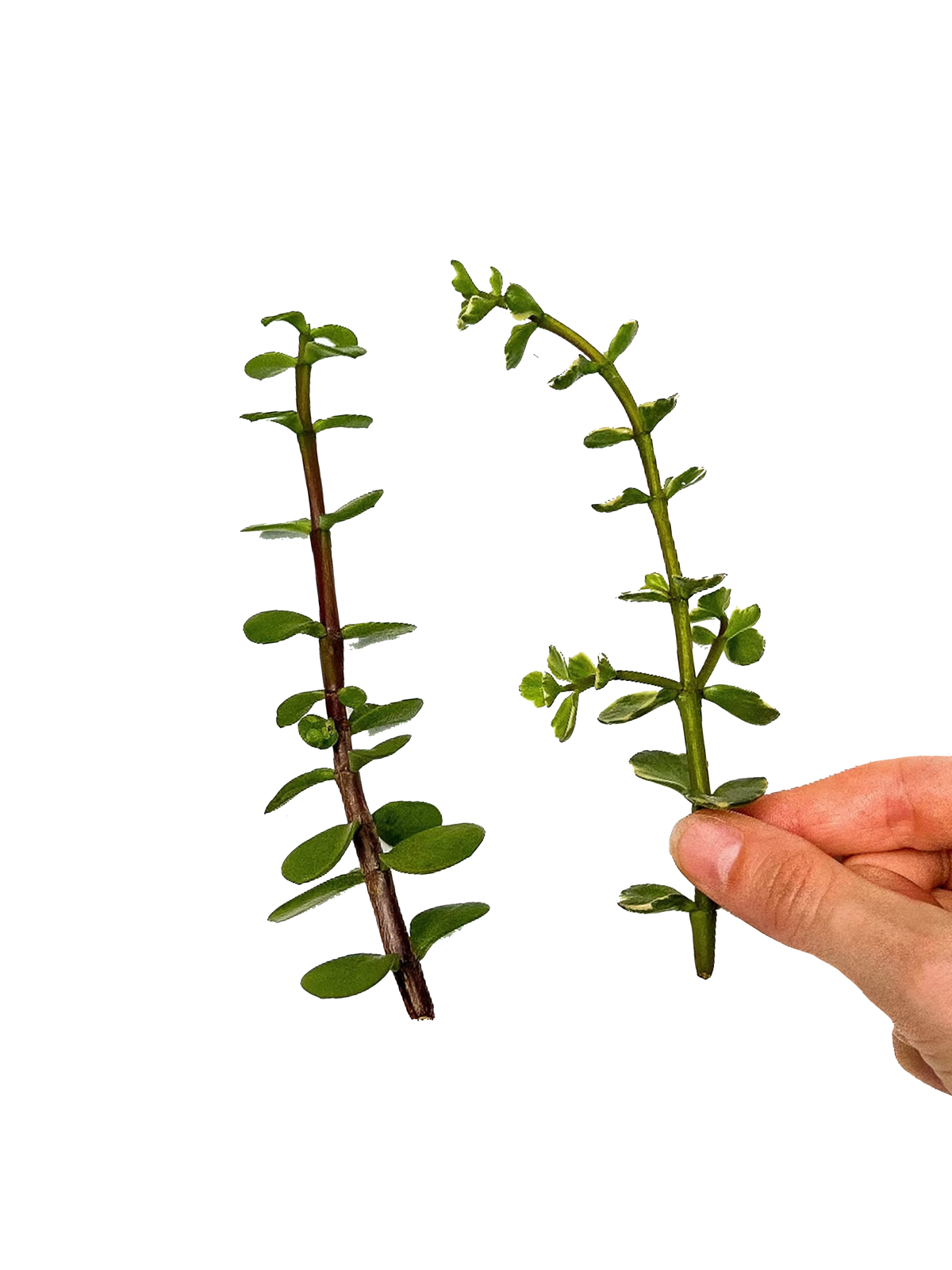 Elephant Bush Bundle of 2 Cuttings, Variegated & Regular Succulent Bundle