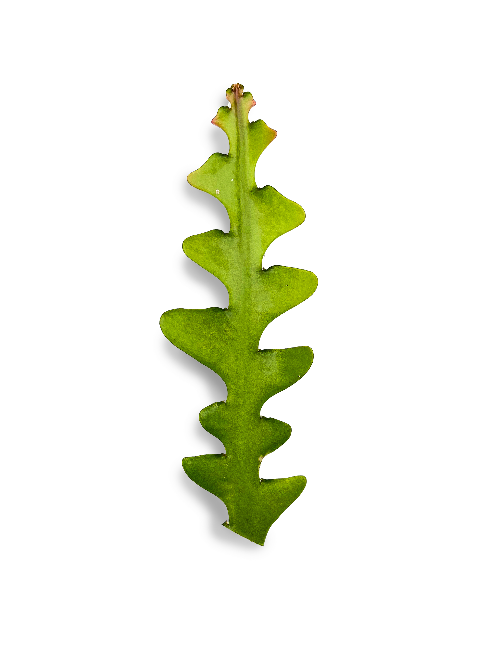 Fishbone Cactus / ZigZag Cactus Cutting – OMG Asheville