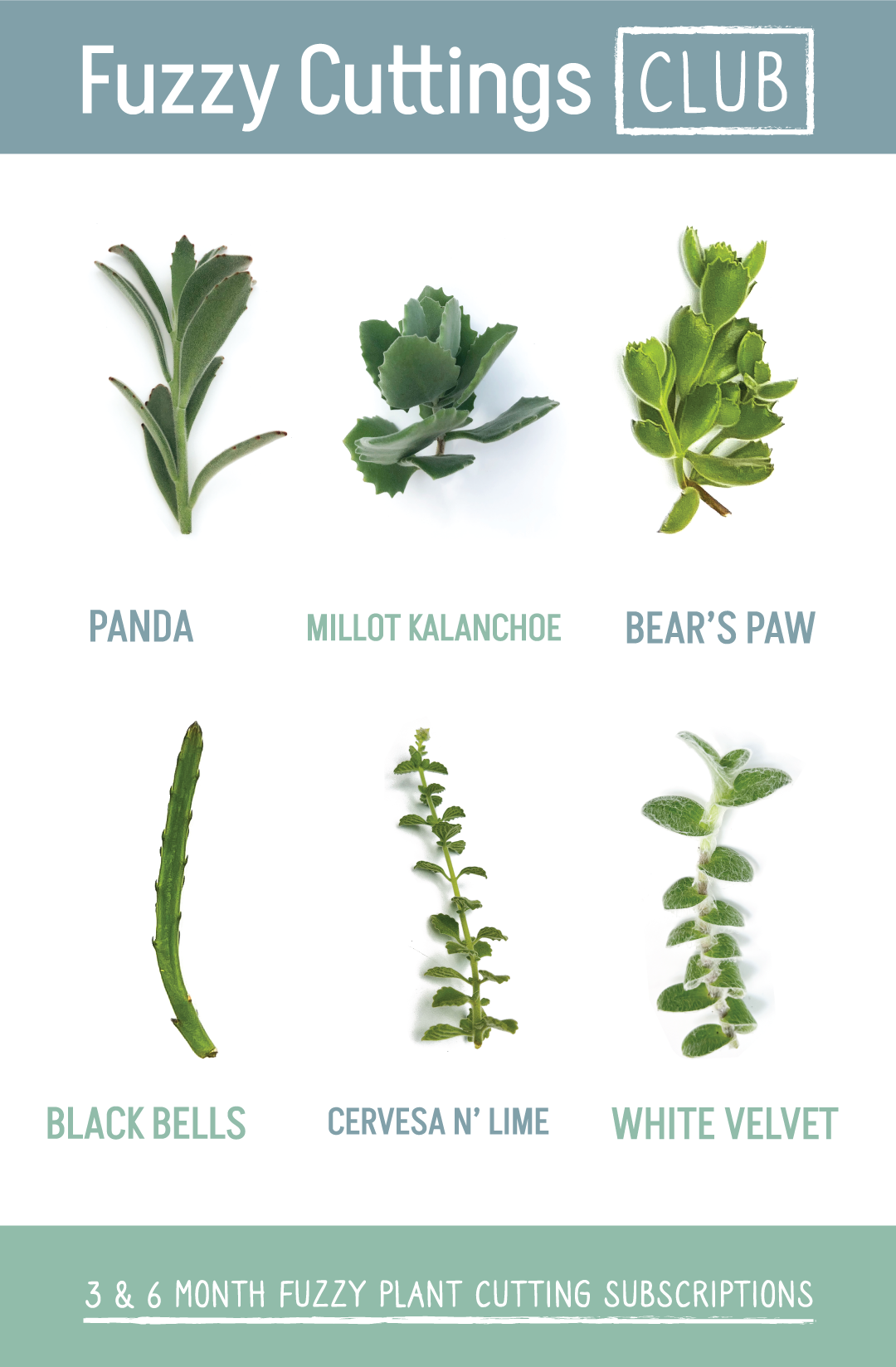 Fuzzy Plant Cuttings Club