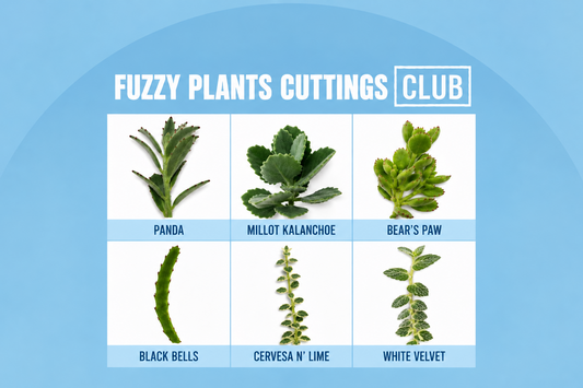 Fuzzy Plant Cuttings Club