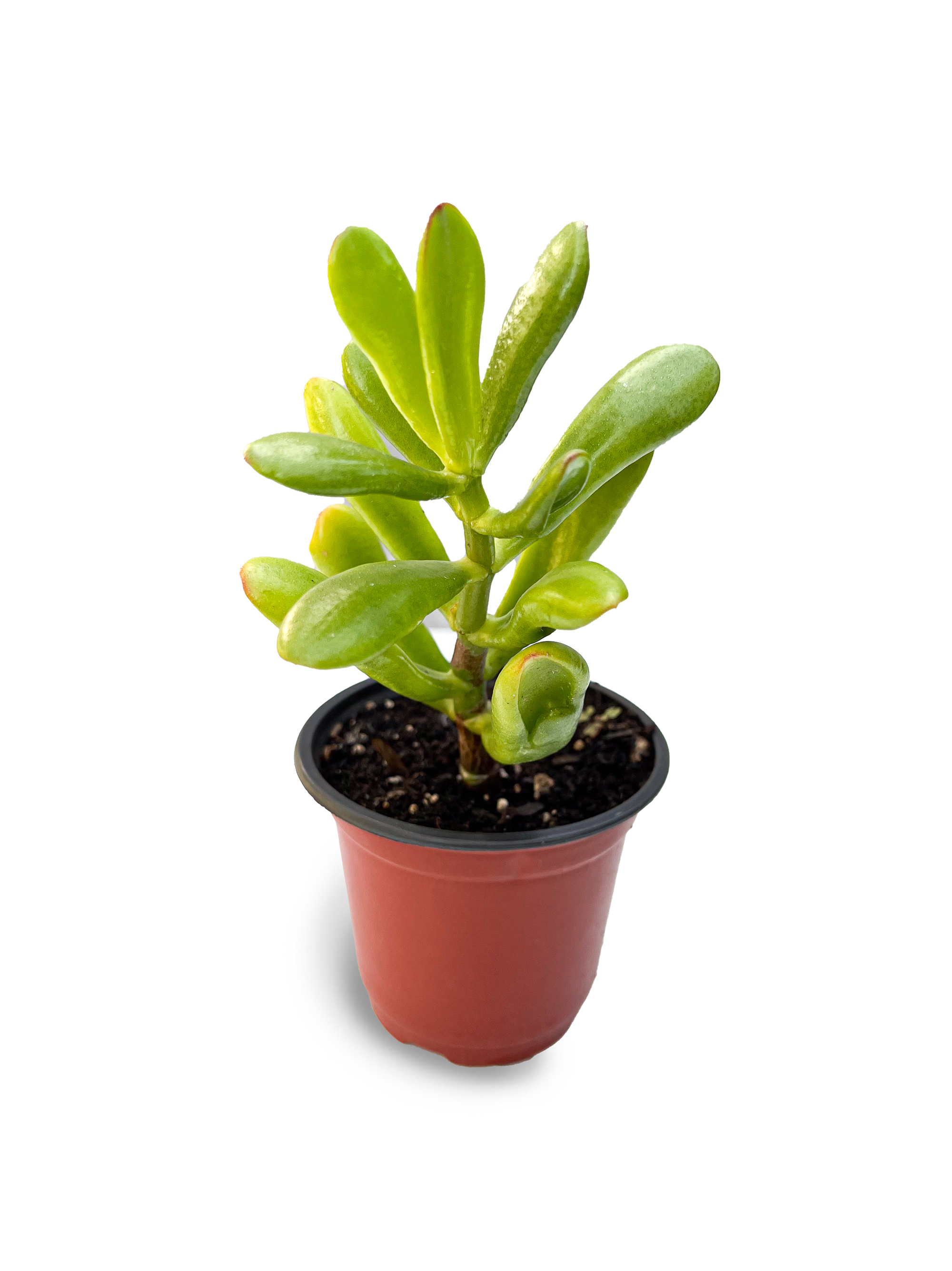 gollum fingers succulent Gollum Jade 4" Potted Plant – OMG Asheville