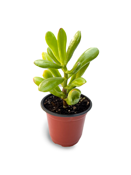 Gollum Jade 4" Potted Plant