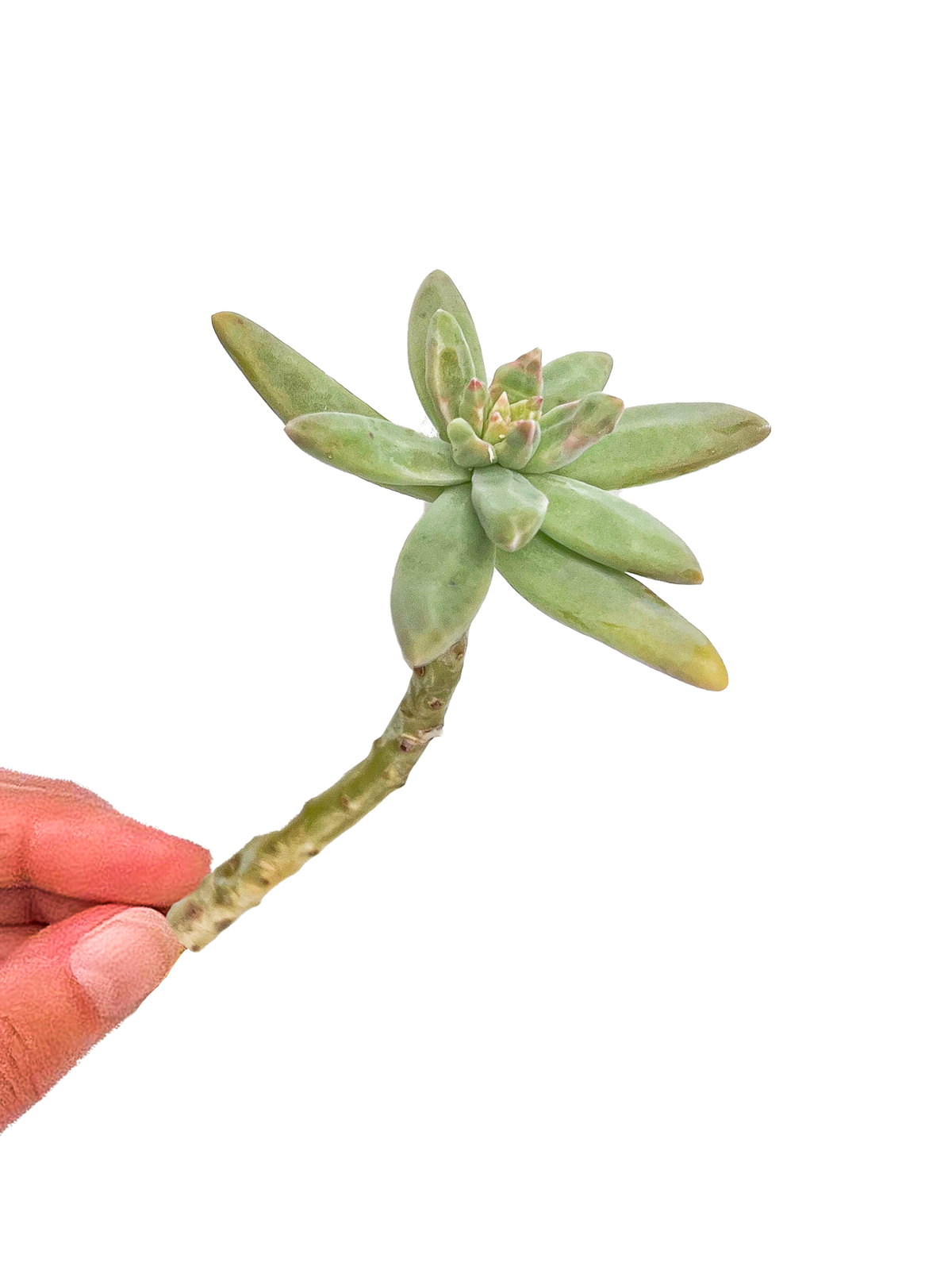 Graptosedum 'Francesco Baldi’ Succulent Cuttings