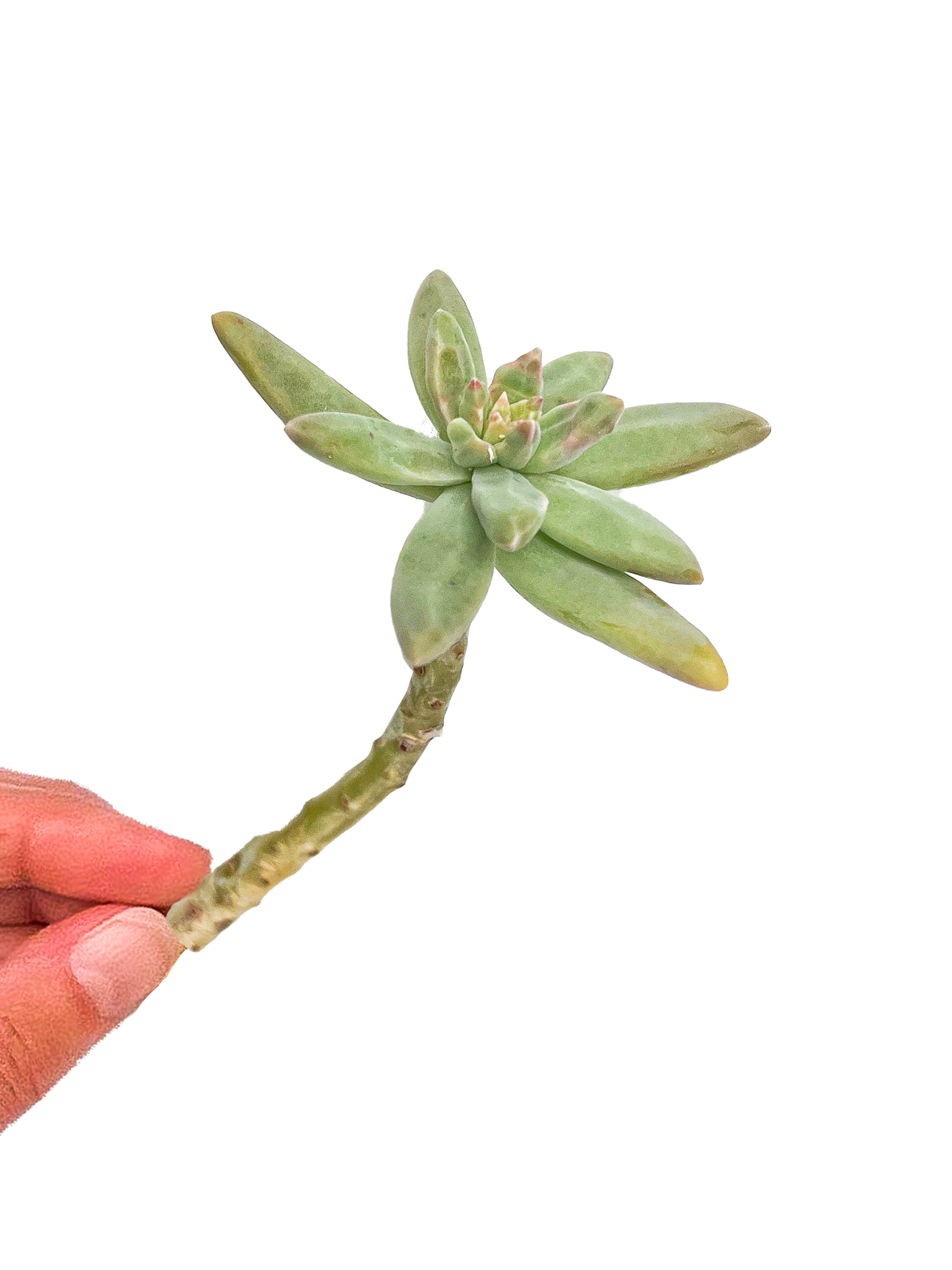 francesco baldi succulent Graptosedum 'Francesco Baldi' Succulent Cuttings – OMG Asheville