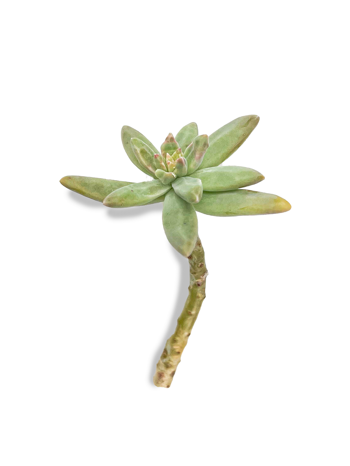 Graptosedum 'Francesco Baldi’ Succulent Cuttings