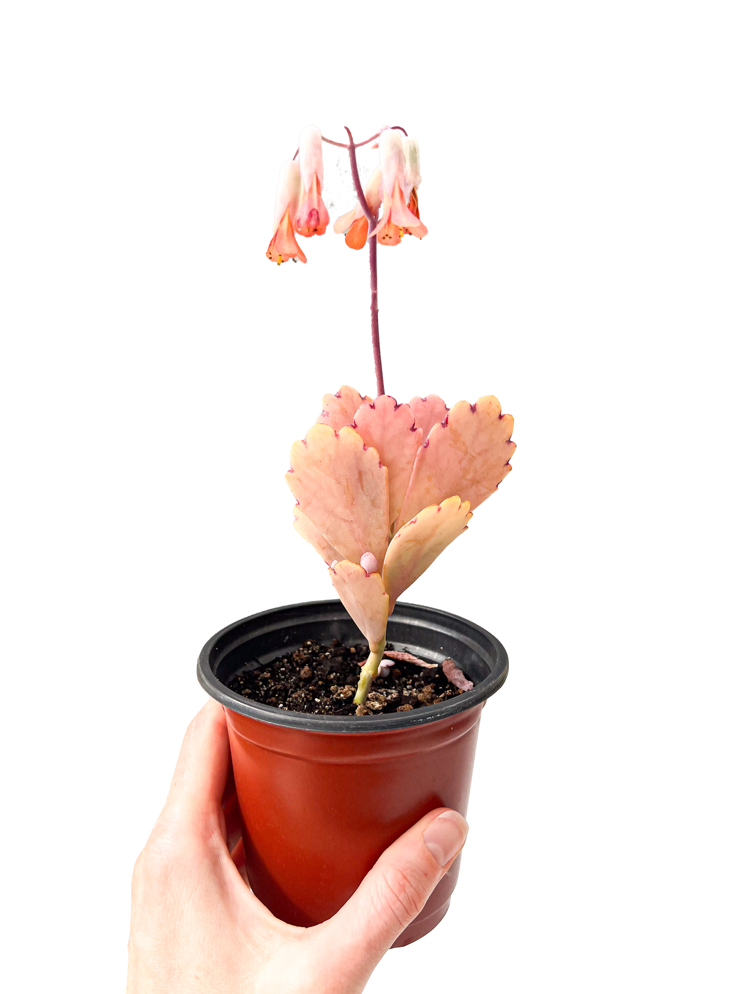 succulent lavender Lavender Scallops 4" Potted Succulent – OMG Asheville