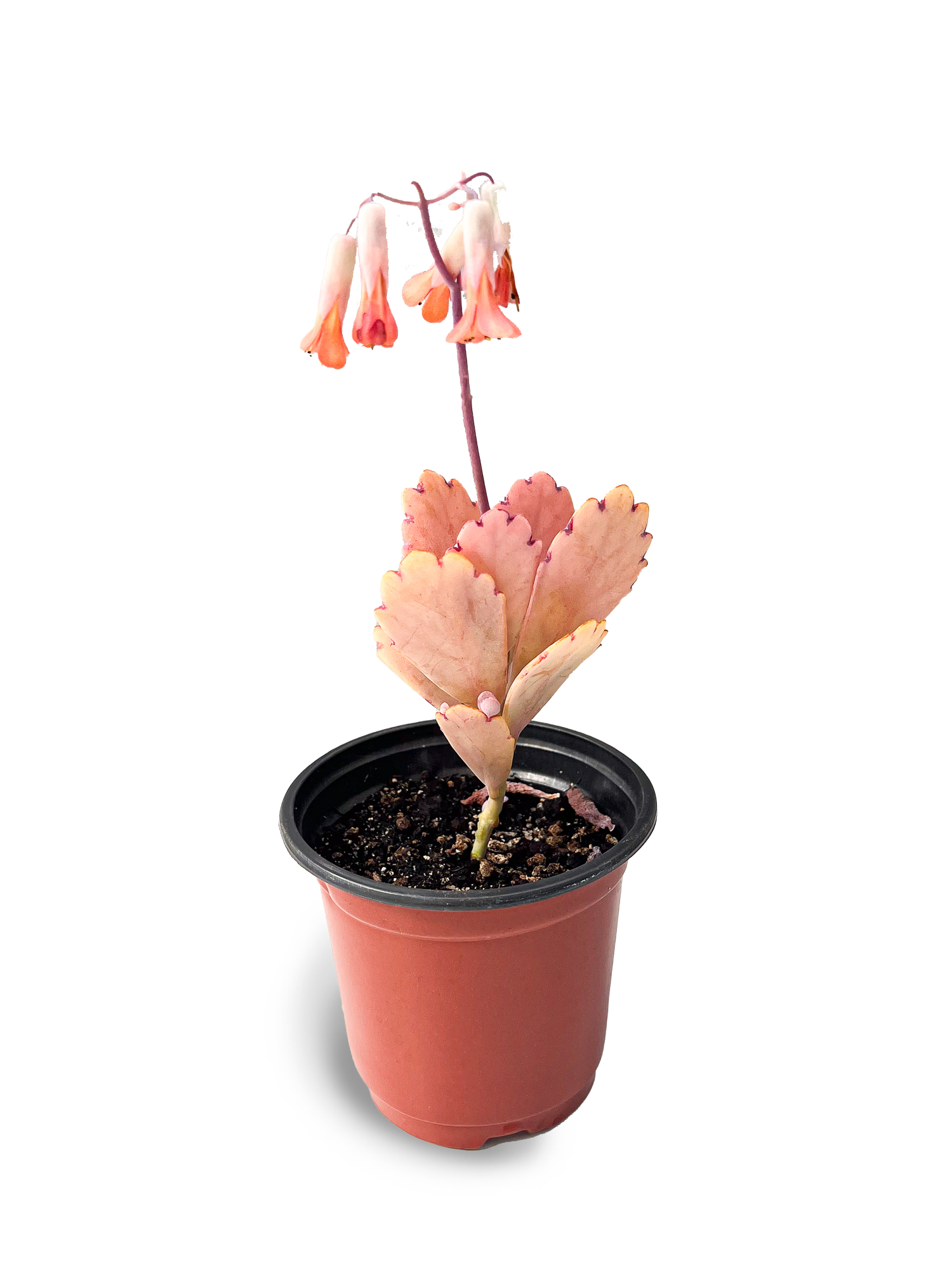 lavender scallop succulent Lavender Scallops 4" Potted Succulent – OMG Asheville