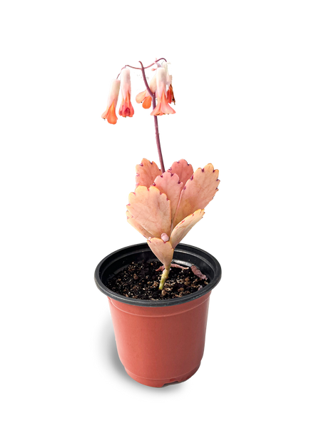 lavender scallops flower Lavender Scallops 4" Potted Succulent – OMG Asheville