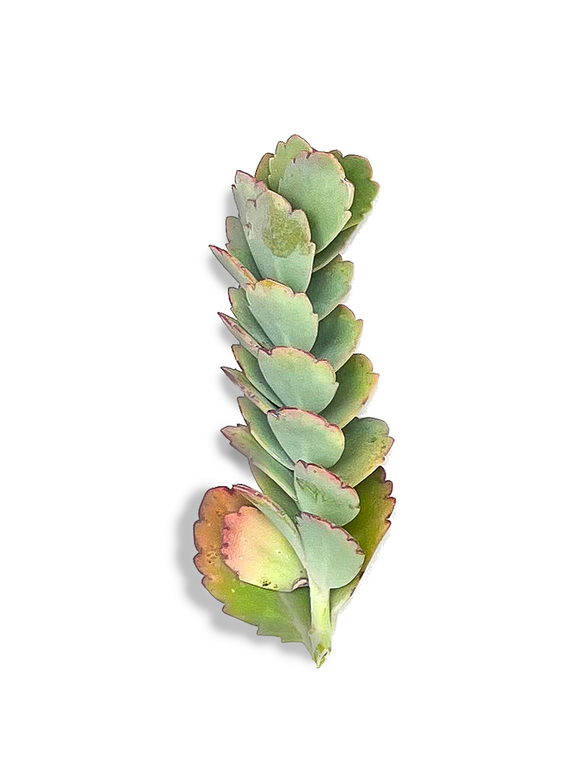 lavender scallops plant Lavender Scallops Succulent Cuttings – OMG Asheville