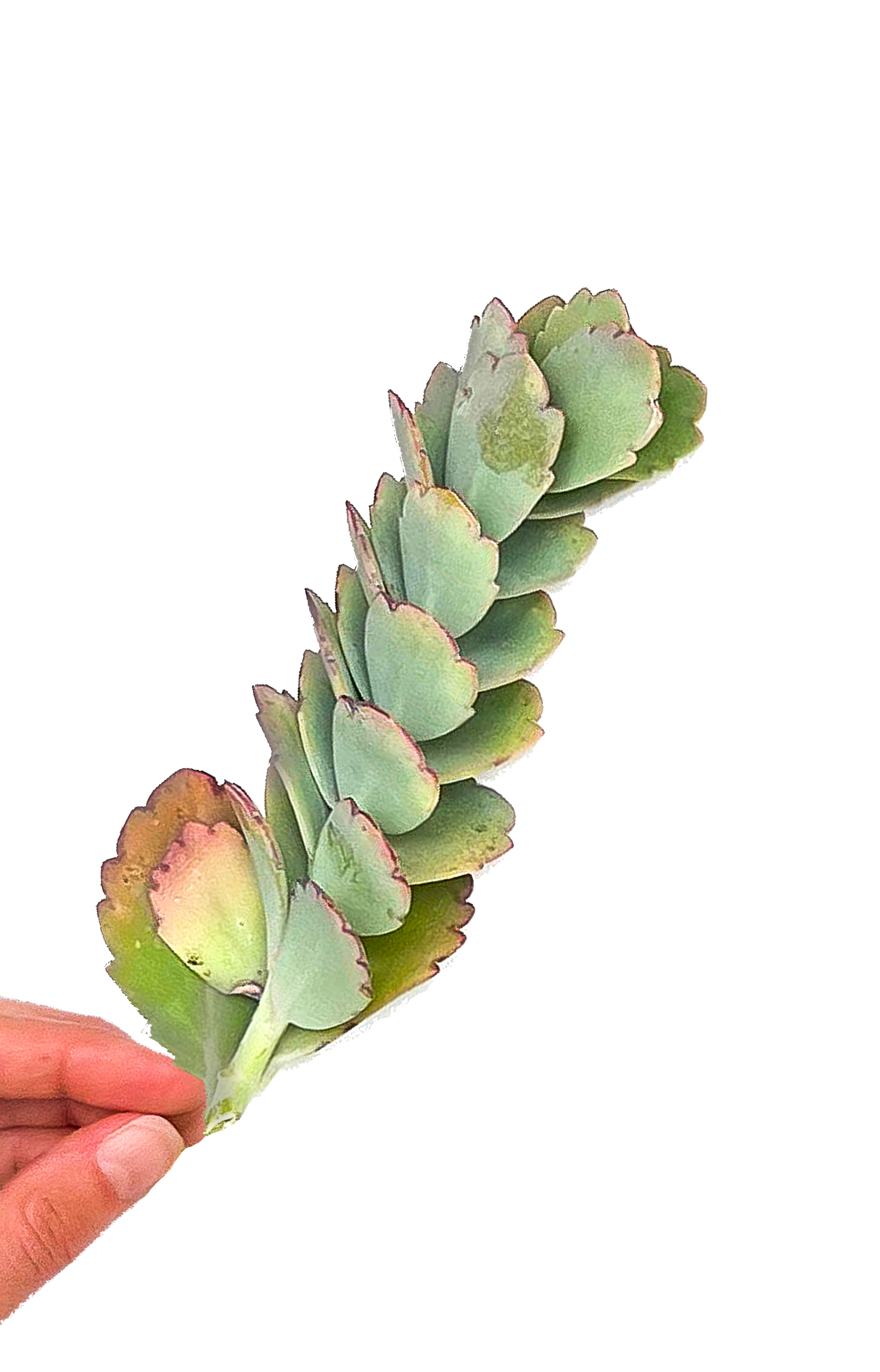 lavender scallops succulent care Lavender Scallops Succulent Cuttings – OMG Asheville