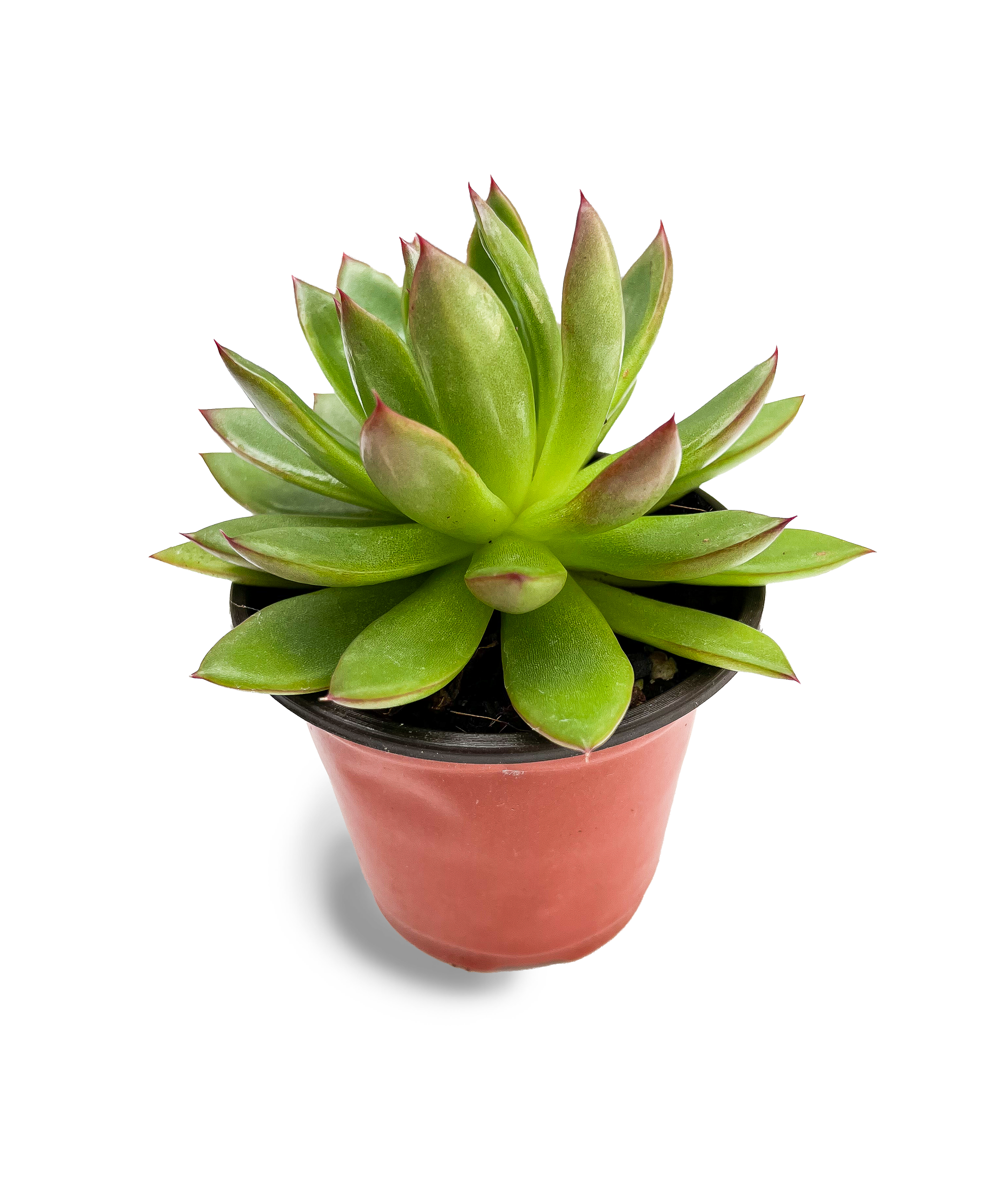 echeveria lipstick succulent Lipstick Echeveria 4" Potted Succulent Plant – OMG Asheville