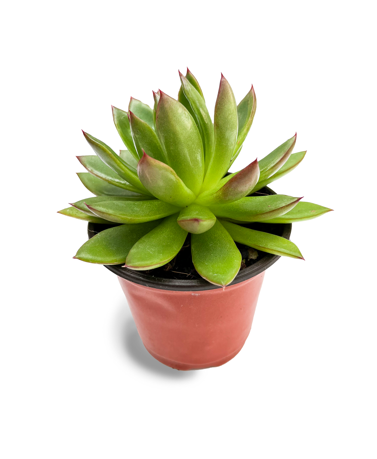 Lipstick Echeveria 4" Potted Succulent Plant