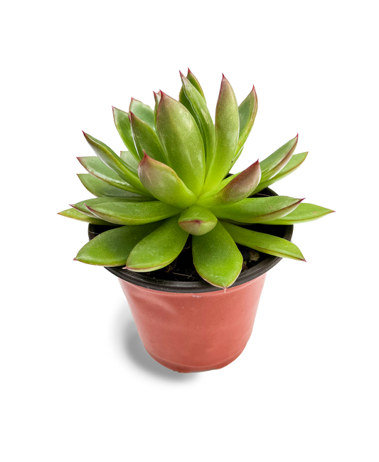 Lipstick Echeveria 4" Potted Succulent Plant