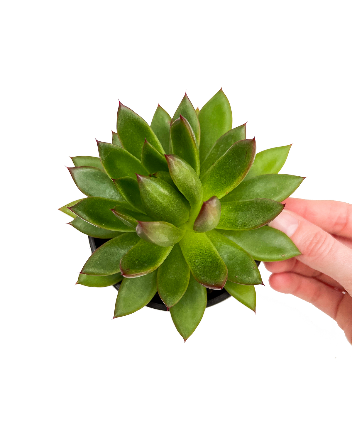 Lipstick Echeveria 4" Potted Succulent Plant