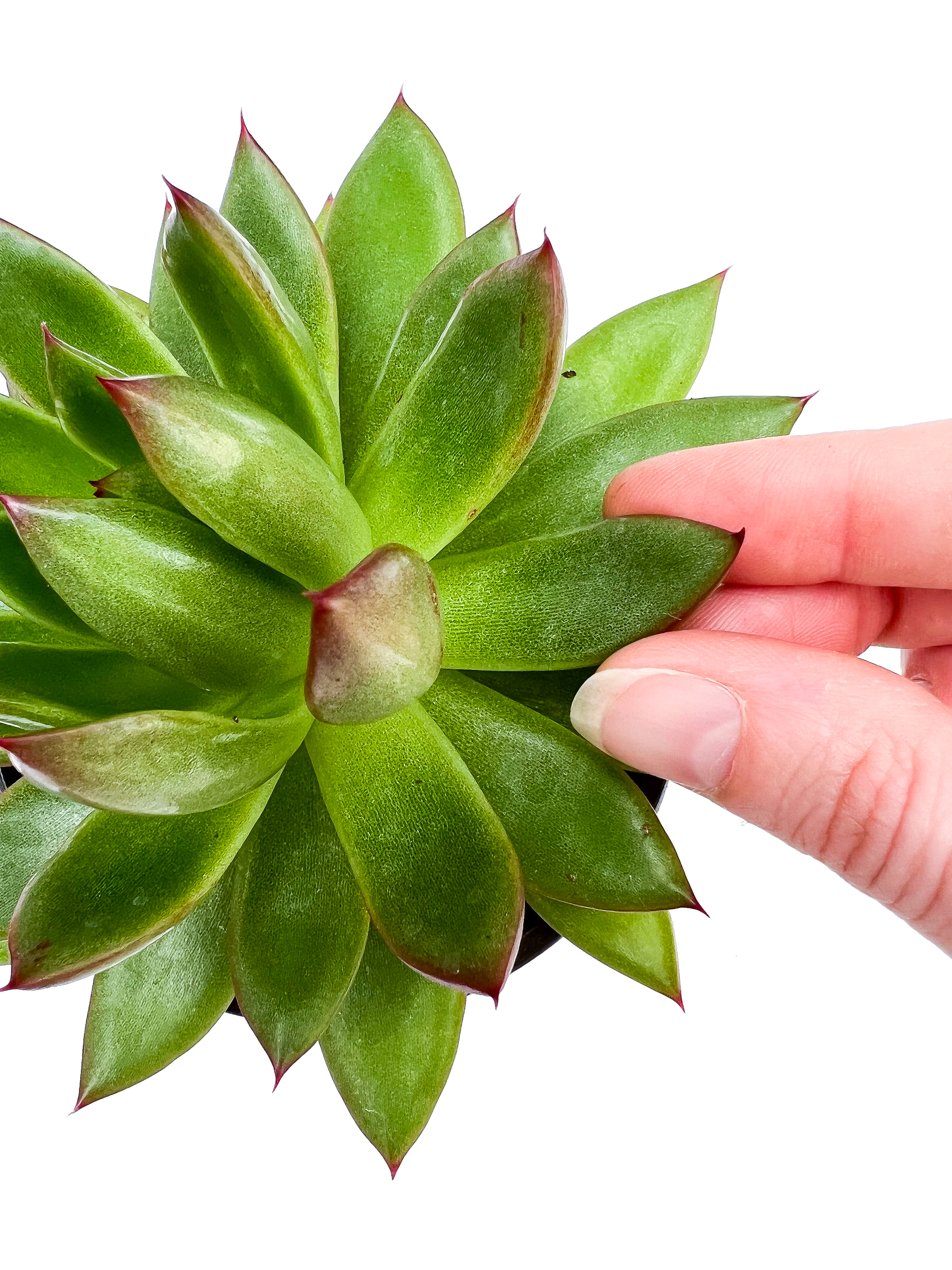 echeveria lipstick succulent Lipstick Echeveria 4" Potted Succulent Plant – OMG Asheville