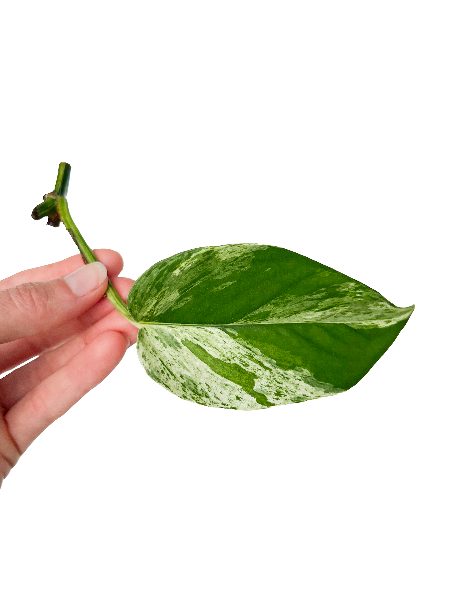 marble queen pothos cuttings Marble Queen Pothos Plant Cuttings – OMG Asheville