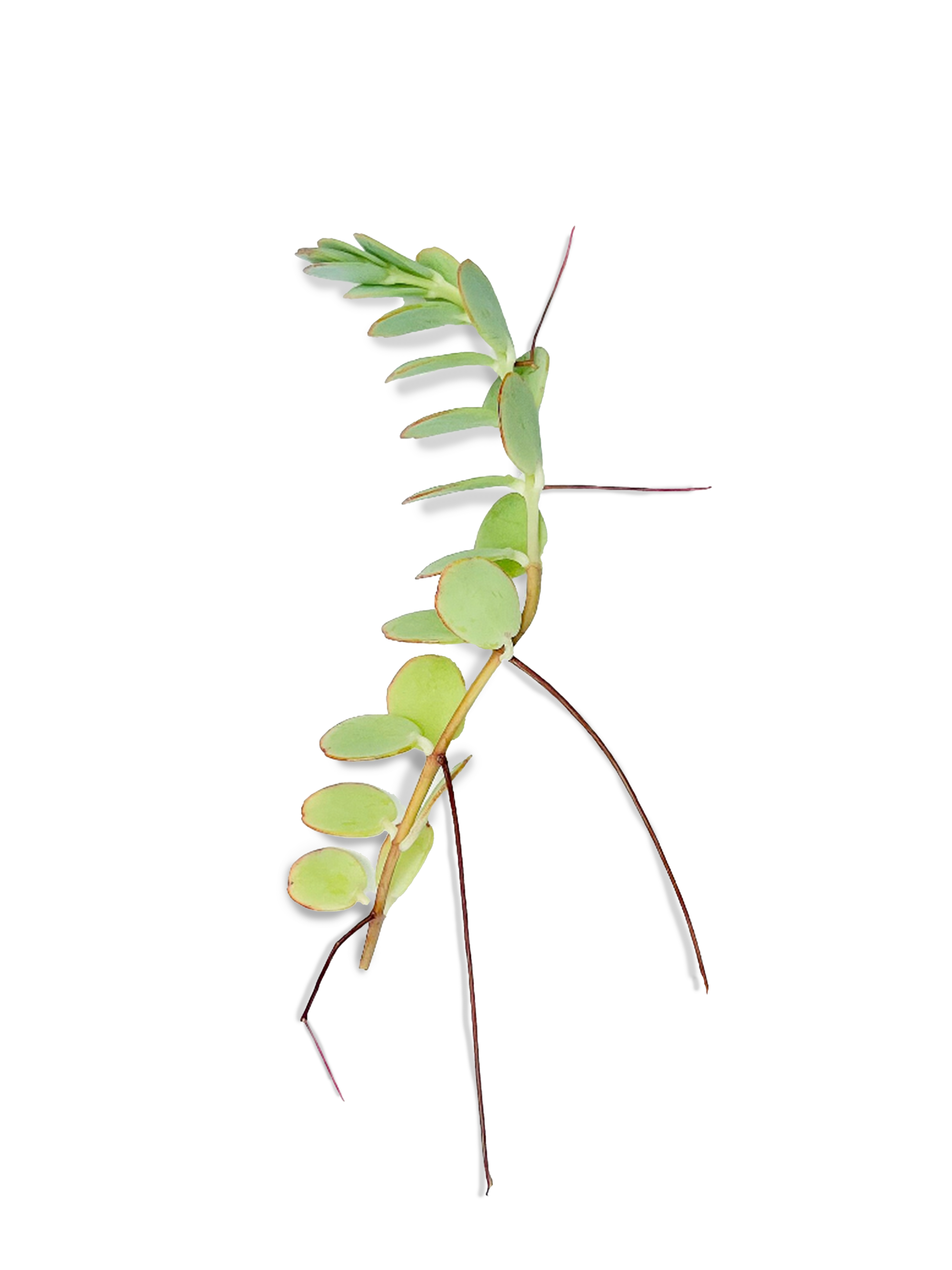 marnier's kalanchoe succulent Marnier's Kalanchoe Succulent Rooted Cuttings