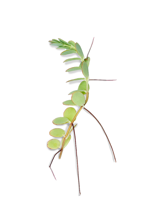 Marnier's Kalanchoe Succulent Rooted Cuttings