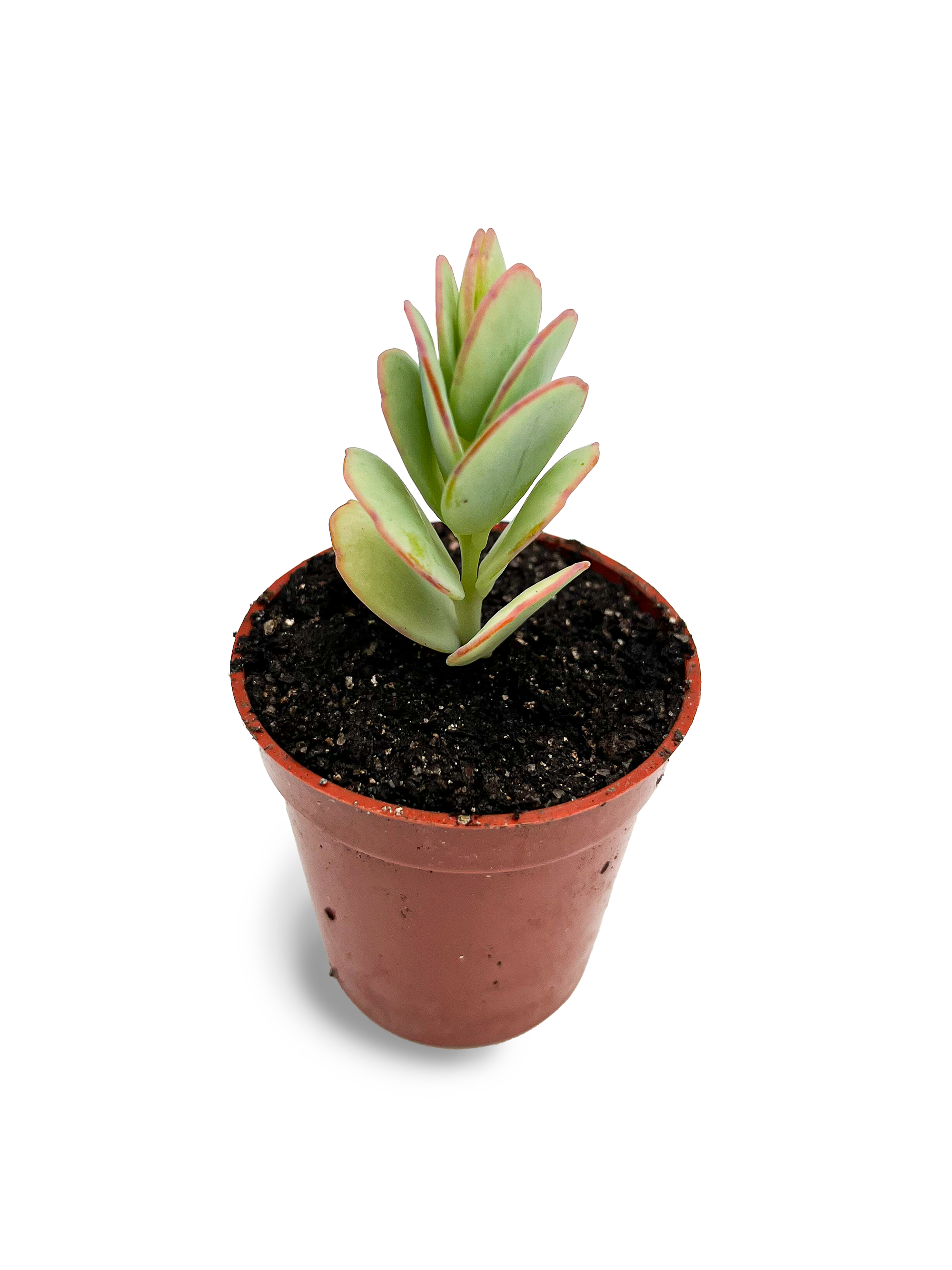 succulents asheville Baby Marnier's Kalanchoe 2