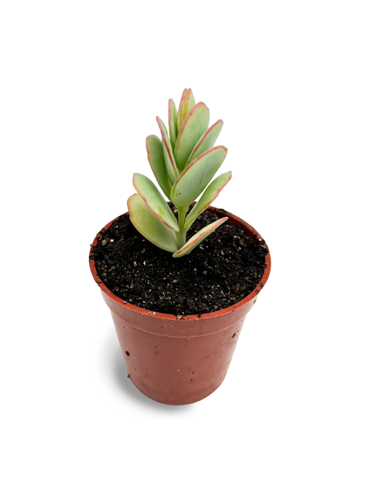 Baby Marnier's Kalanchoe 2" Potted Succulent Plant