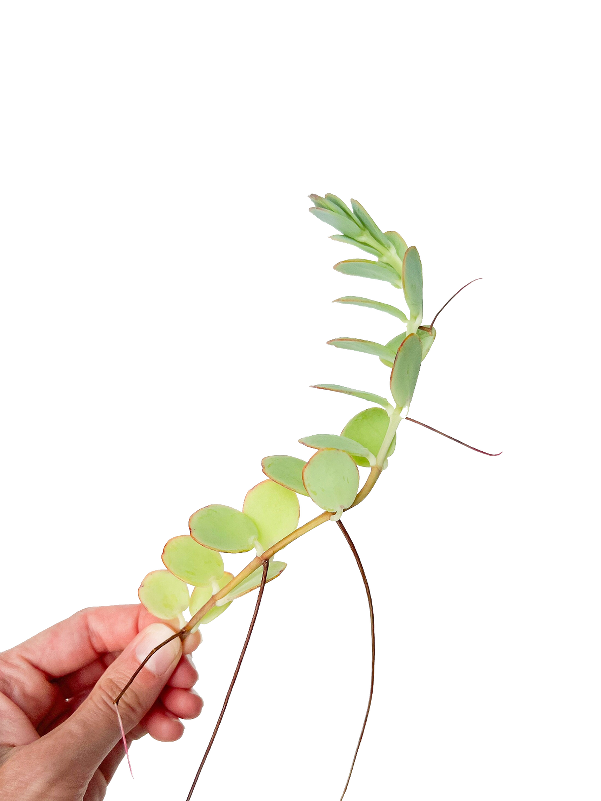 Marnier's Kalanchoe Succulent Rooted Cuttings