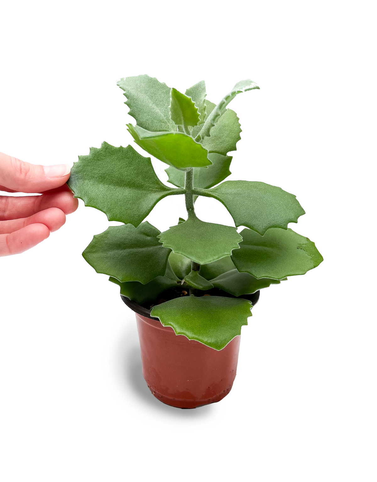Millot Kalanchoe Succulent 4" Potted Plant