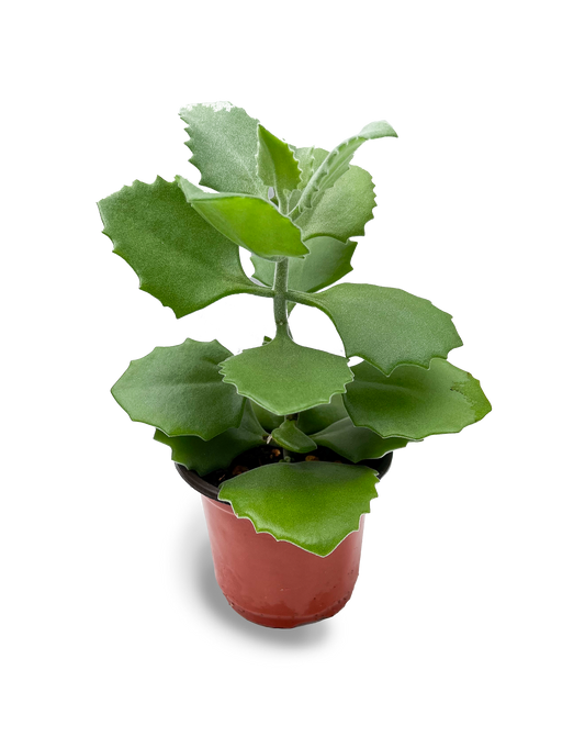 Millot Kalanchoe Succulent 4" Potted Plant