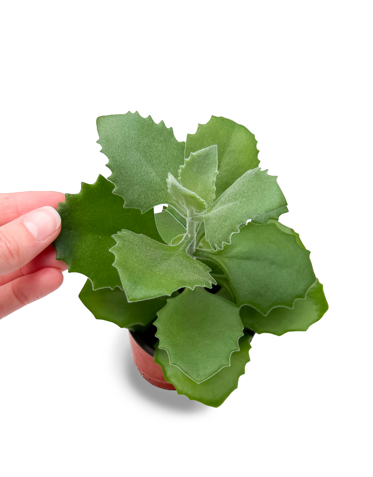 Millot Kalanchoe Succulent 4" Potted Plant