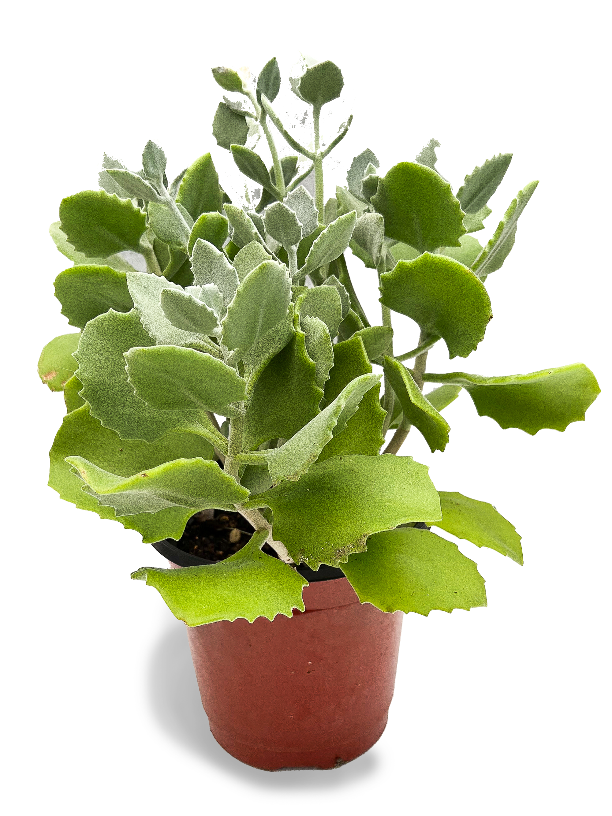 succulent six Millot Kalanchoe Succulent 6" Potted Plant – OMG Asheville